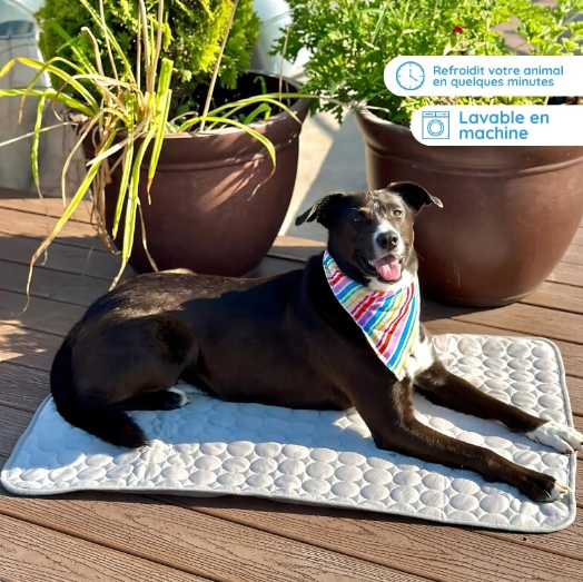 Navora™ - Tapis rafraîchissant pour chiens